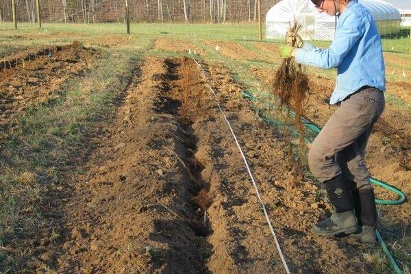 แผนการลงจอด