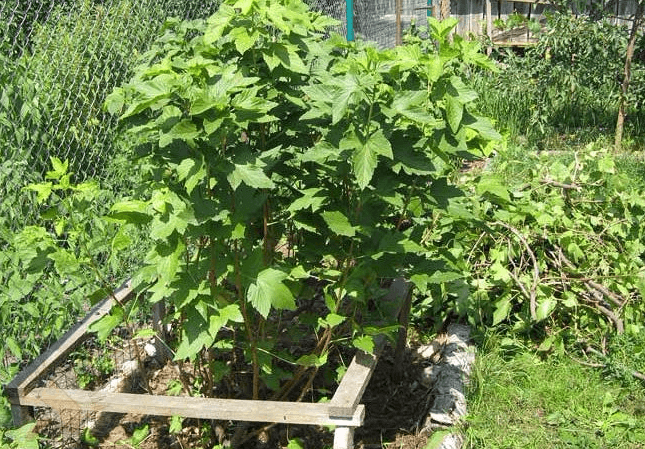 การปลูกลูกเกด