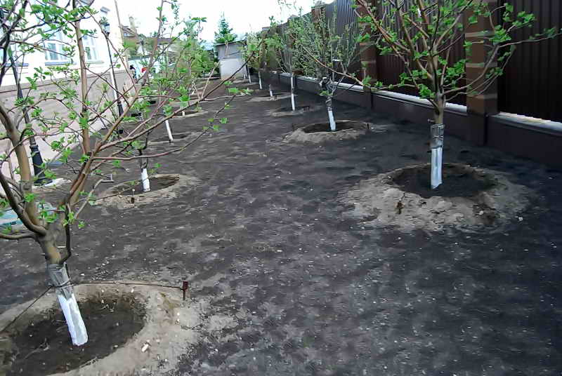 การดูแลวงรอบลำต้นไม้