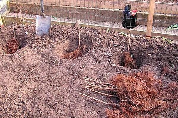 การปลูกราสเบอร์รี่ในหลุม