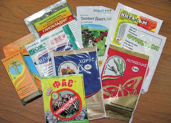 การฉีดพ่นพุ่มไม้