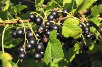 ลูกเกดดำ