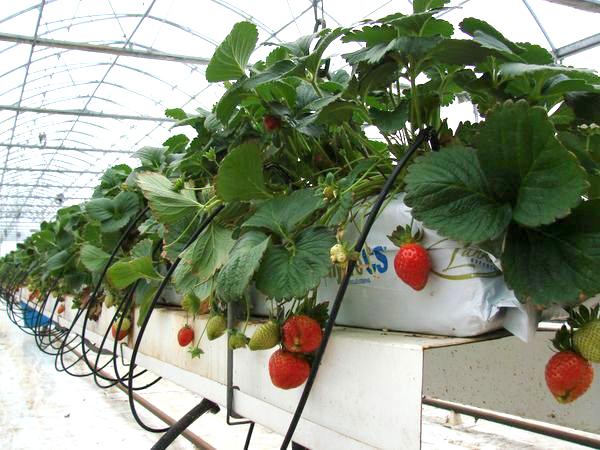 ผลสตรอเบอร์รี่