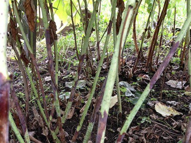 maladie du framboisier