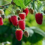 ราสเบอร์รี่