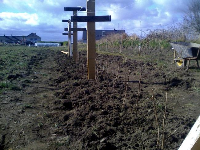 plantation et entretien