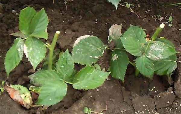 การขยายพันธุ์แบล็กเบอร์รี่