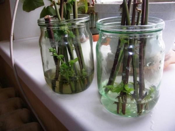 กิ่งแบล็กเบอร์รี่สีเขียว