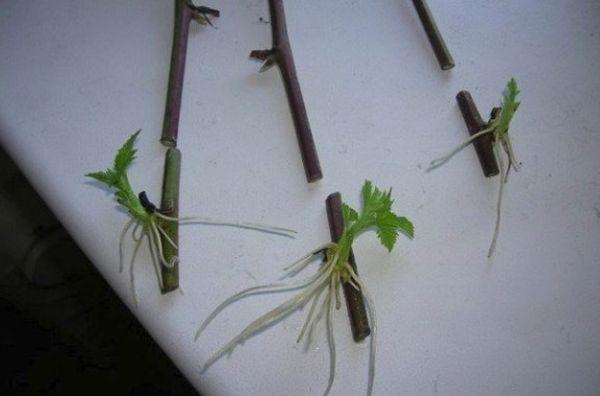 กิ่งพันธุ์แบล็กเบอร์รี่