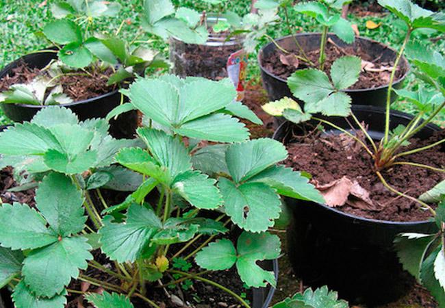 การขยายพันธุ์โดยหนวด