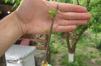 กิ่งพันธุ์พลัม