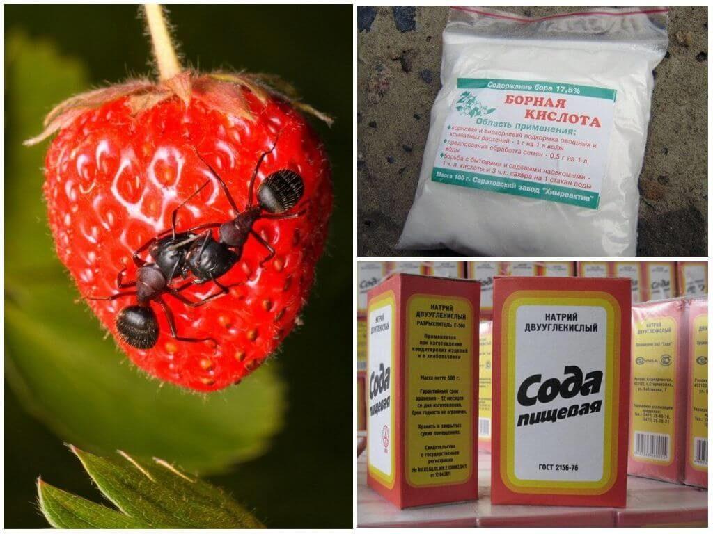 การควบคุมศัตรูพืช