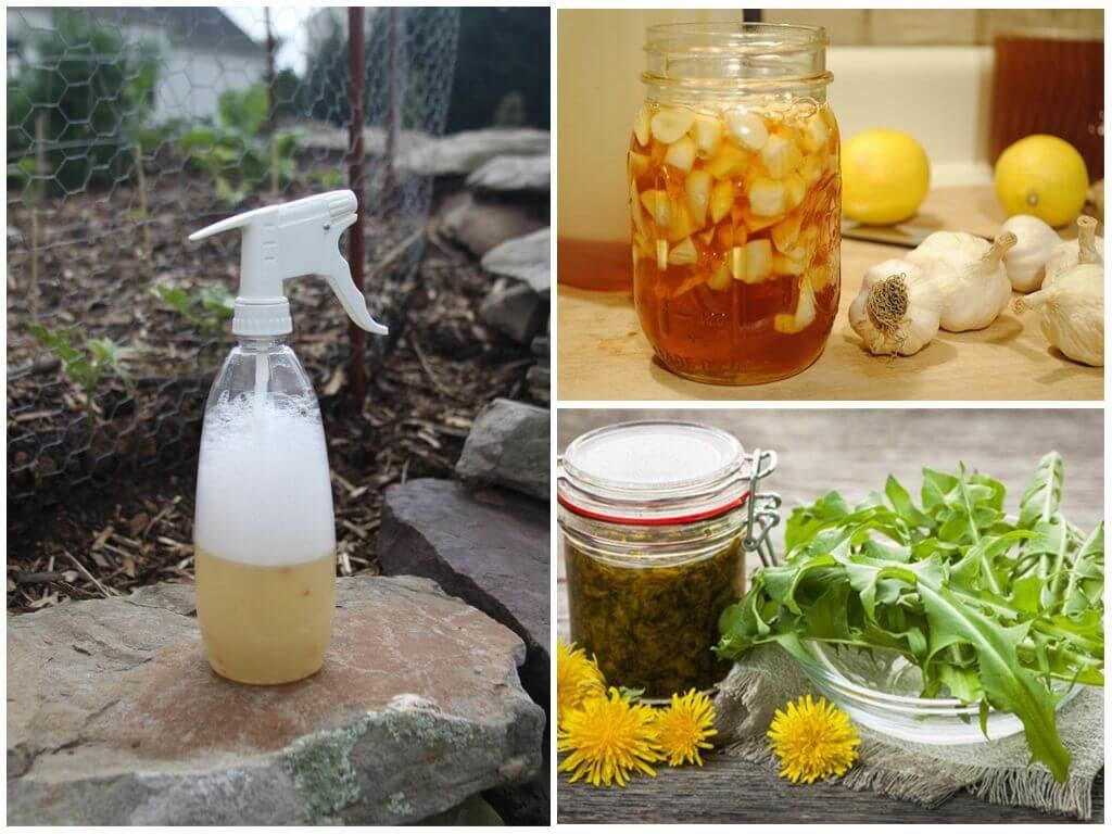 การใช้ยาพื้นบ้านจากลูกเกด