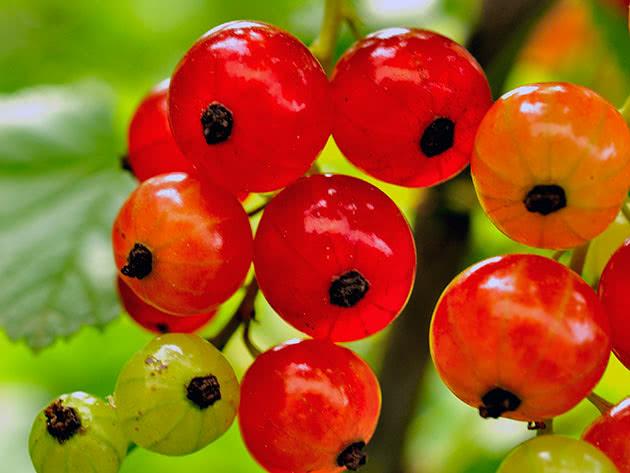 นาตาลี วาไรตี้