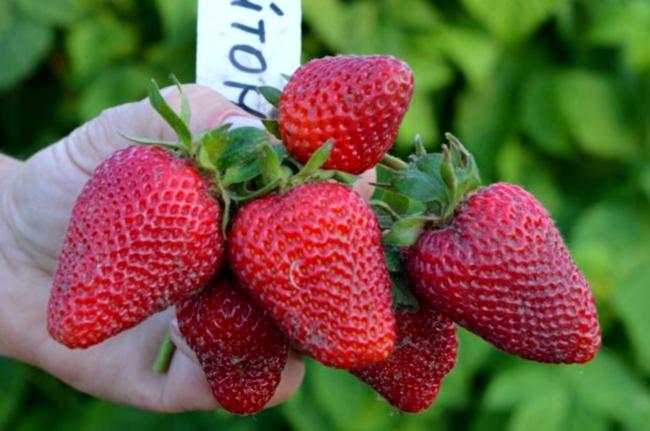 สตรอเบอร์รี่ที่ออกผลตลอดปี