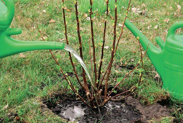 การดูแลลูกเกด