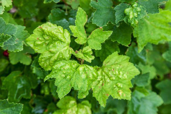 pucerons sur les feuilles de cassis