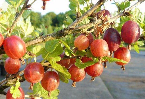 ลูกเกดที่เดชา