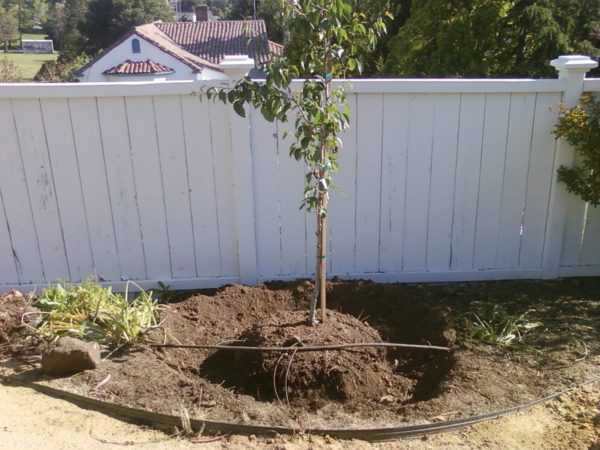 การปลูกและการดูแลรักษา