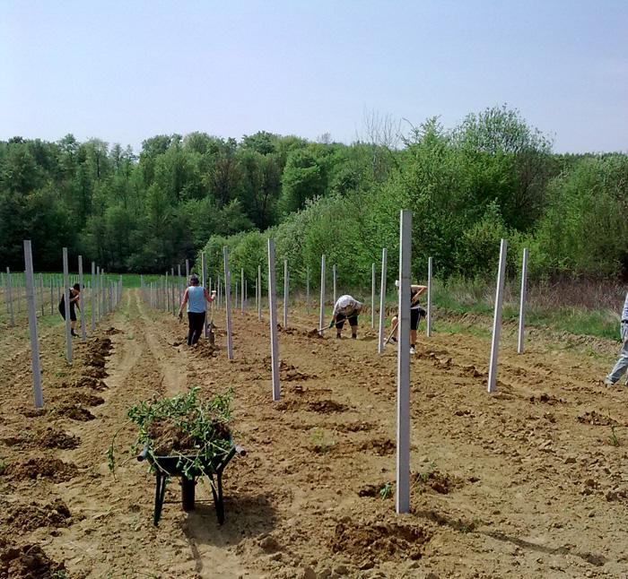 การปลูกพุ่มไม้