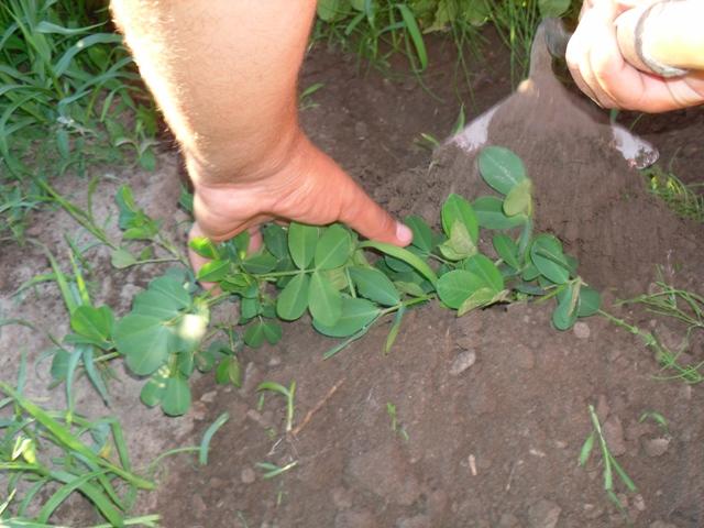 การคลายและกำจัดวัชพืช