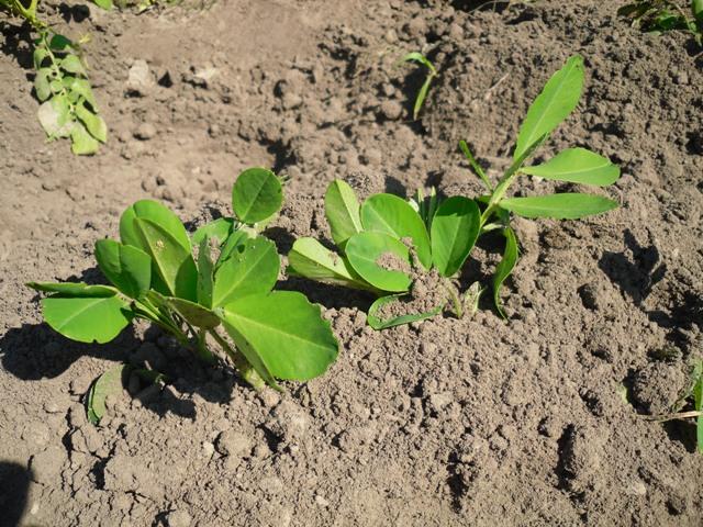 การดูแลถั่วลิสง