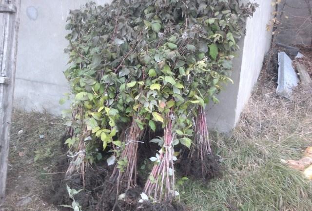 การปลูกราสเบอร์รี่