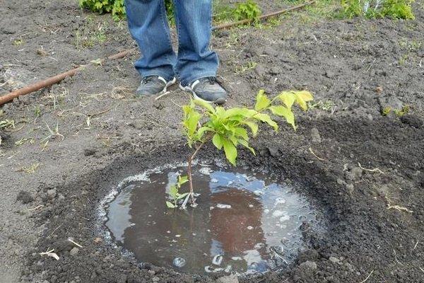 การปลูกต้นเสี้ยนดำ