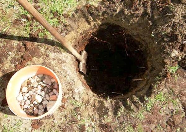 plate-bande de pruniers