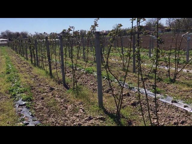 การปลูกแบล็กเบอร์รี่