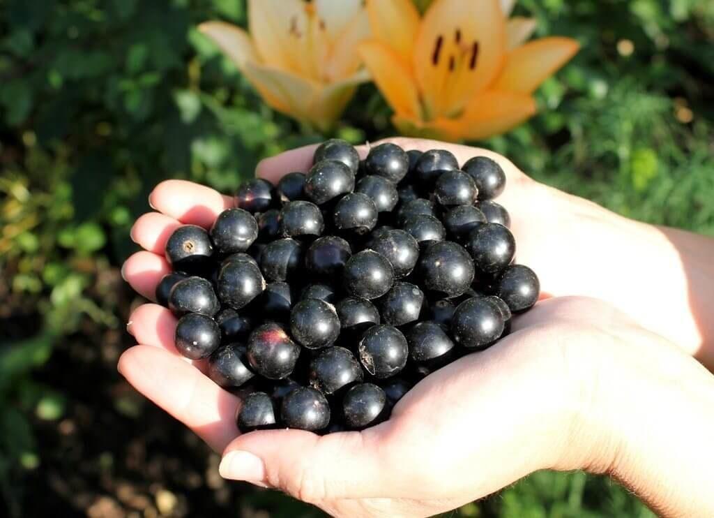 การเก็บเกี่ยวลูกเกดดำในโดบรีนยา