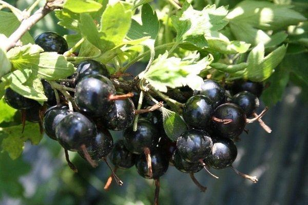 พันธุ์ลูกเกด