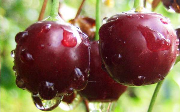 เชอร์รี่ในสวน