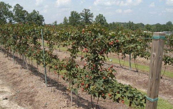 แบล็กเบอร์รี่บนฐานรอง