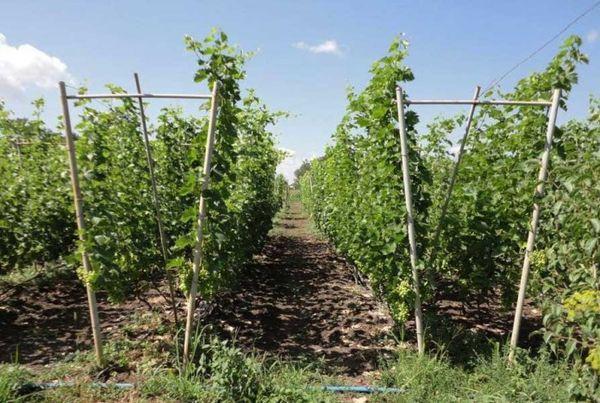 แบล็กเบอร์รี่บนโครงตาข่าย