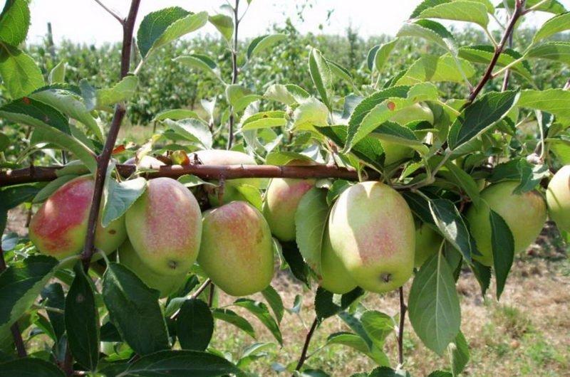 พันธุ์ซิแนป