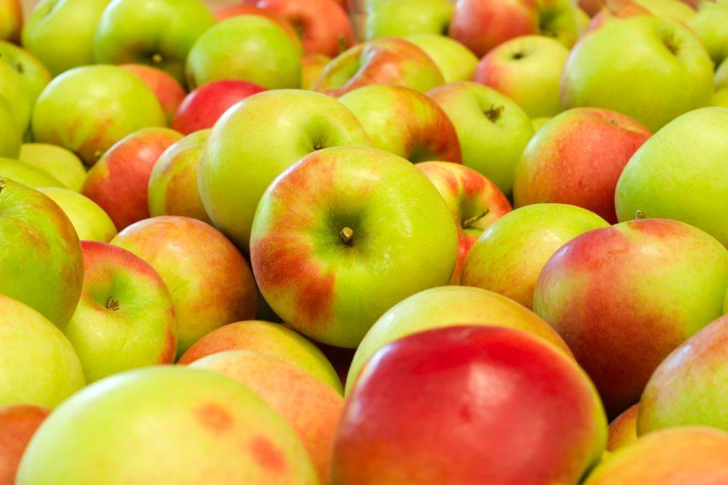 ต้นแอปเปิ้ลซินาปา