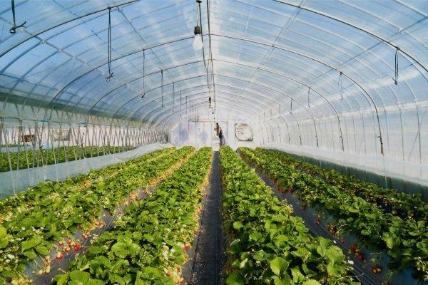 éclairage dans une serre à fraises