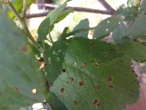 โรคพลัม