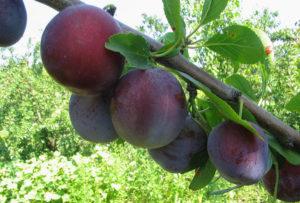 ลักษณะและลักษณะของพันธุ์พลัมคาบาร์ดินกา การปลูกและการดูแล