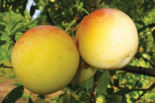 พลัมกรีนเกจ