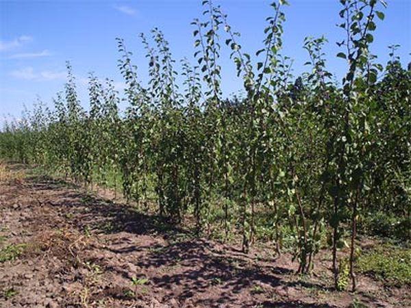 ต้นกล้าพลัม