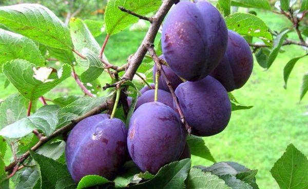 ลูกพลัมสุก