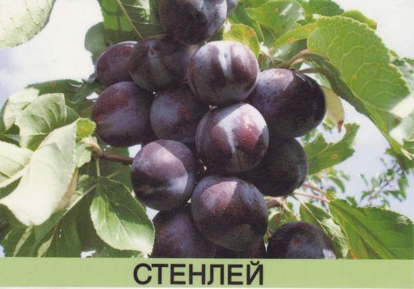 พันธุ์สแตนลีย์