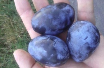 ลูกพลัมสามลูก