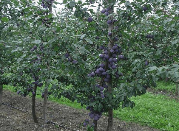 ต้นไม้ในสวน