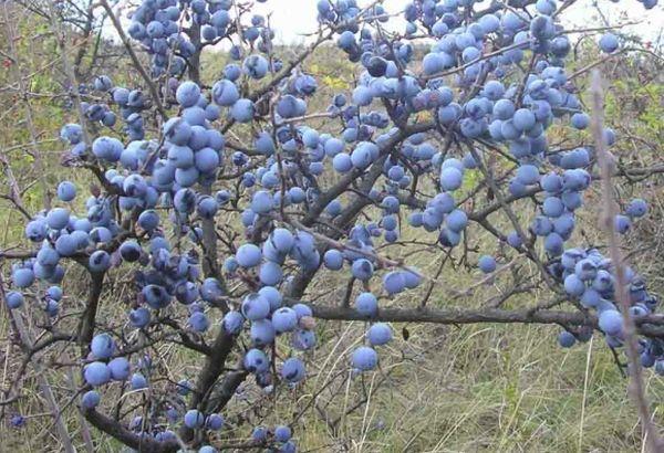 พลัมป่า