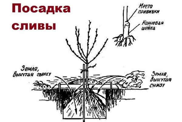 การปลูกต้นพลัม