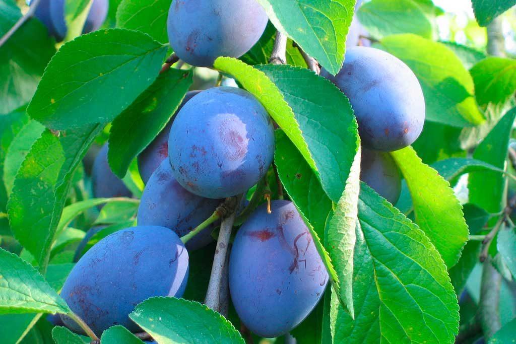 พลัมไข่สีฟ้า