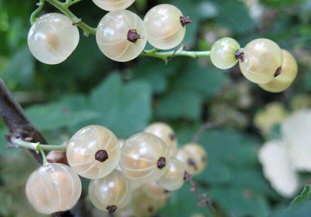 Groseilles : bienfaits pour la santé